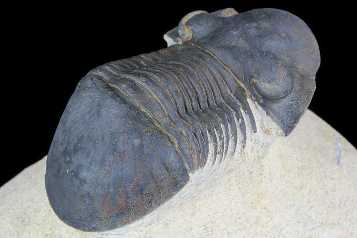Paralejurus Trilobite Fossil - Foum Zguid, Morocco #75477